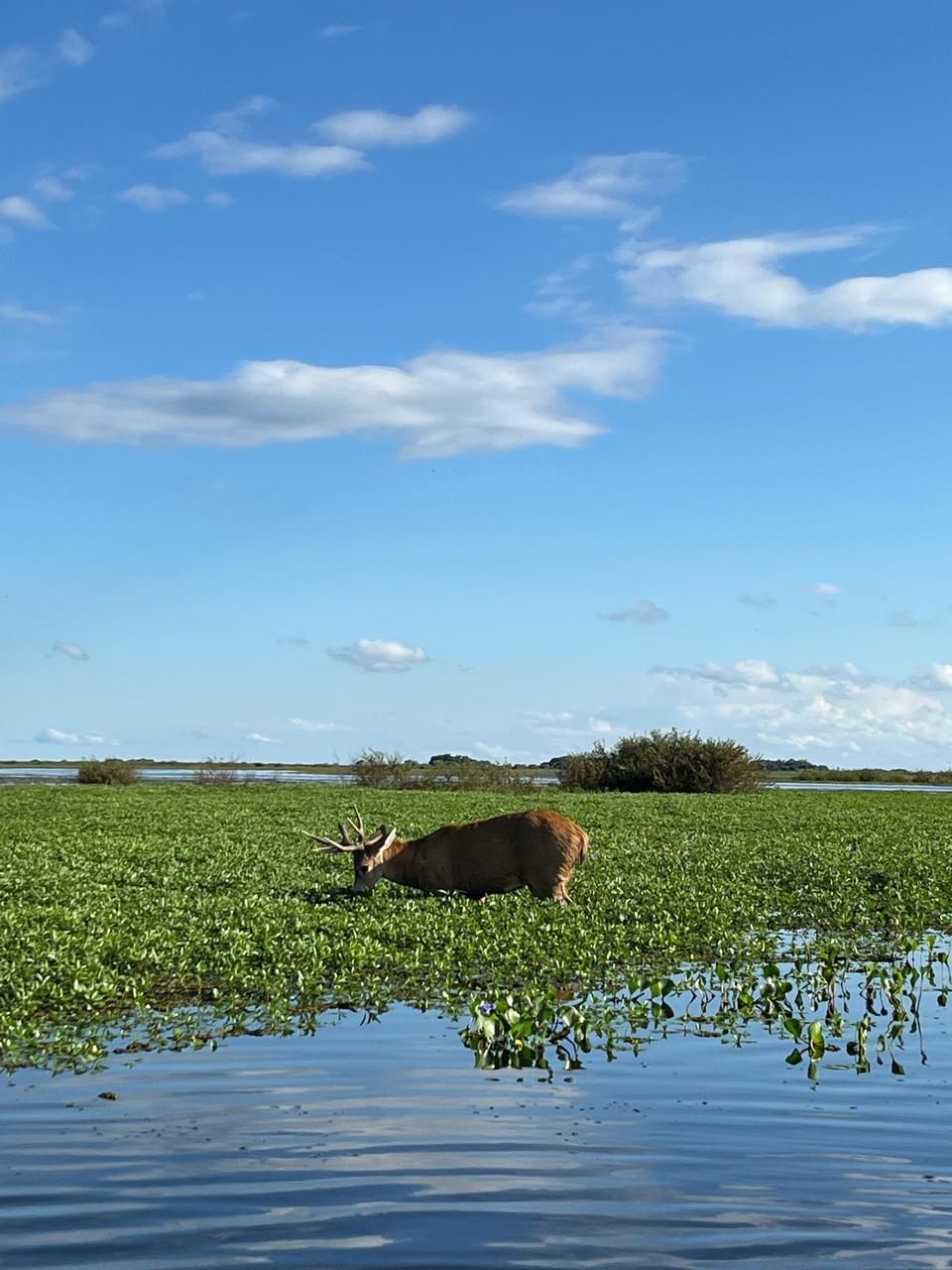Ciervo de los Pantanos