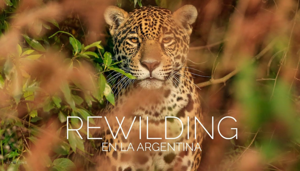 rewilding